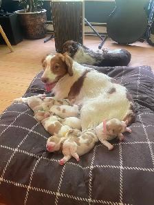 Pure Bred Brittany Spaniels