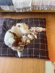 Pure Bred Brittany Spaniels - Photo 2