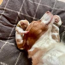 Pure Bred Brittany Spaniels - Photo 3