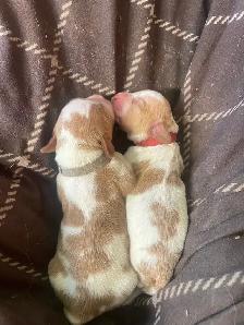 Pure Bred Brittany Spaniels - Photo 4