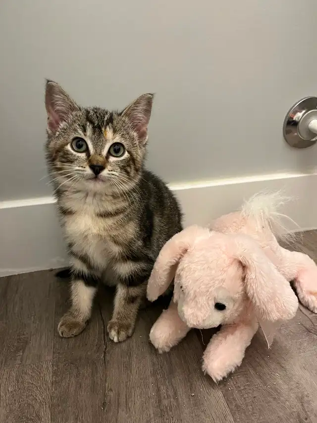 Kitten to rehome