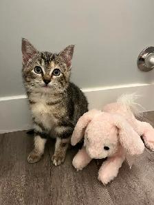 Kitten to rehome