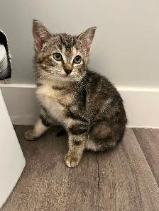 Kitten to rehome - Photo 2