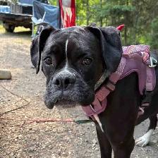 boxer for sale