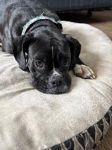 boxer for sale - Photo 2
