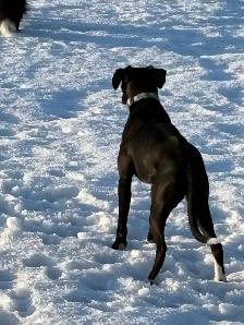 boxer for sale - Photo 3