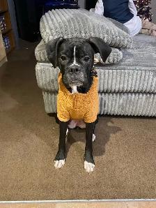 boxer for sale - Photo 4