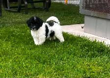chiot caniche toys miniature