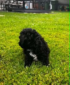 chiot caniche toys miniature - Photo 2