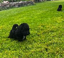 chiot caniche toys miniature - Photo 3