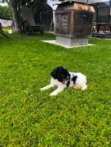 chiot caniche toys miniature - Photo 4
