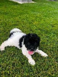 chiot caniche toys miniature - Photo 5