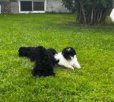 chiot caniche toys miniature - Photo 6