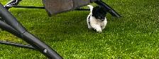 chiot caniche toys miniature - Photo 7