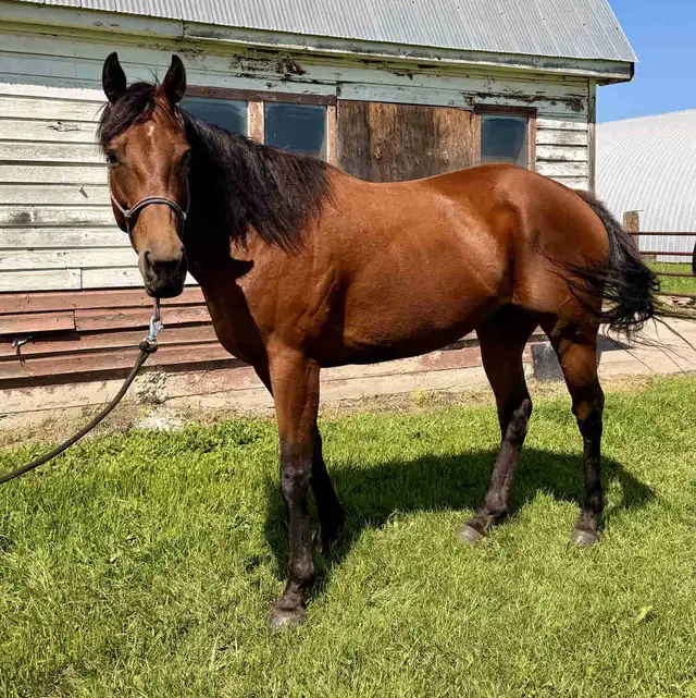 Thoroughbred mare for sale!