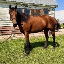 Thoroughbred mare for sale!