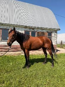 Thoroughbred mare for sale! - Photo 2