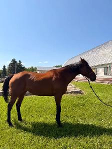 Thoroughbred mare for sale! - Photo 3