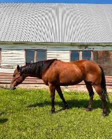 Thoroughbred mare for sale! - Photo 4