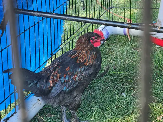 BCM TRIO