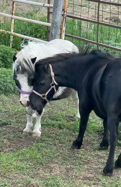 Pair of Miniature Horses
