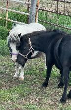 Pair of Miniature Horses
