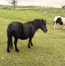 Pair of Miniature Horses - Photo 2