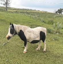 Pair of Miniature Horses - Photo 3