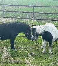 Pair of Miniature Horses - Photo 4