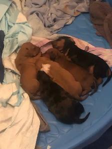Dachshund puppies for sale