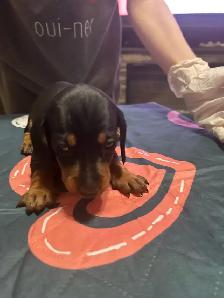 Dachshund puppies for sale - Photo 2