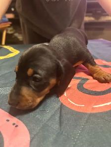 Dachshund puppies for sale - Photo 3