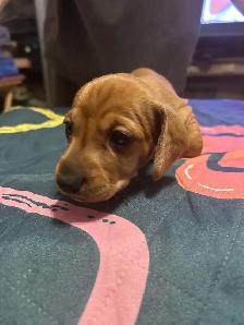 Dachshund puppies for sale - Photo 4