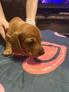 Dachshund puppies for sale - Photo 5