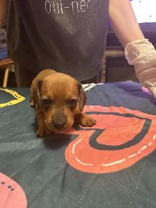 Dachshund puppies for sale - Photo 6