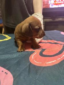 Dachshund puppies for sale - Photo 7