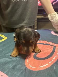 Dachshund puppies for sale - Photo 8