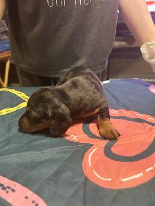 Dachshund puppies for sale - Photo 9