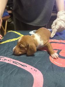 Dachshund puppies for sale - Photo 10