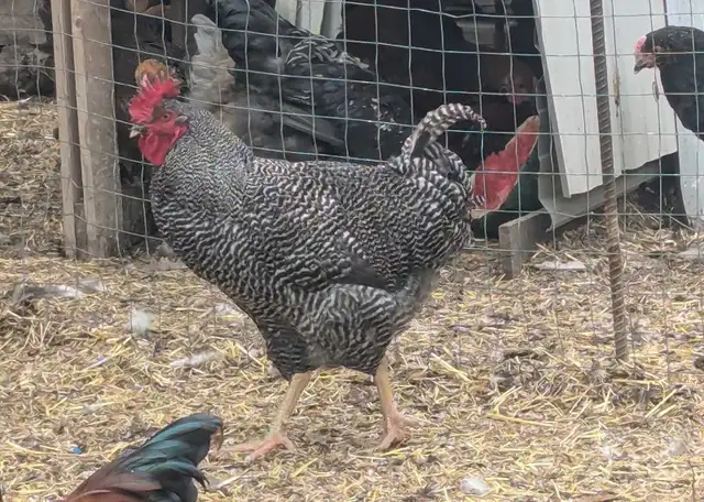 Quad Plymouth Barred Rocks