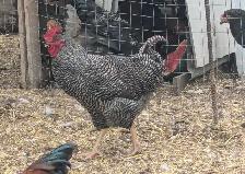 Quad Plymouth Barred Rocks