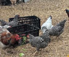 Quad Plymouth Barred Rocks - Photo 2
