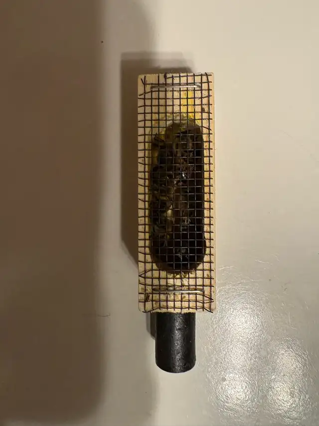 Queen honey  bee ( Ontario )