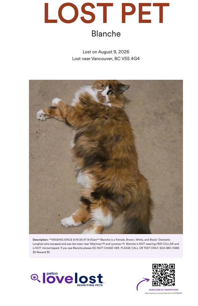 Lost Cat Blanch
