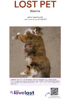 Lost Cat Blanch