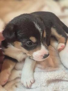 chiots disponible