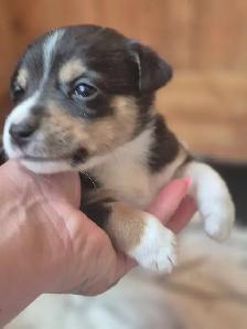 chiots disponible - Photo 2