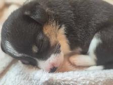 chiots disponible - Photo 3