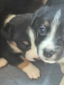 chiots disponible - Photo 4