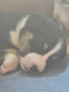 chiots disponible - Photo 5